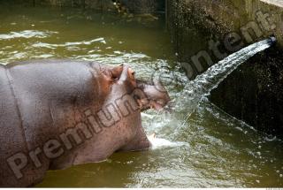 Hippo 0054